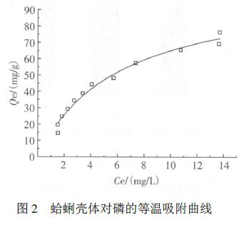 圖2 蛤蜊殼體對磷的等溫吸附曲線